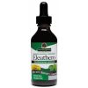 Ginseng Root - Siberian AF - Image 2