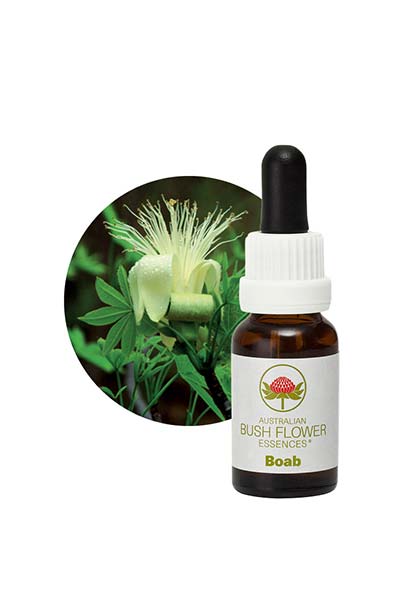 Stock Essence - Boab