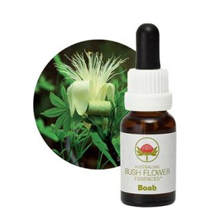 Stock Essence - Boab